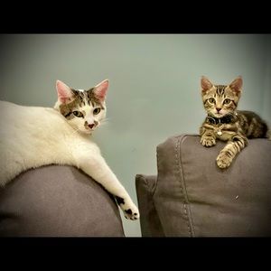 Meet your Posher, Naville